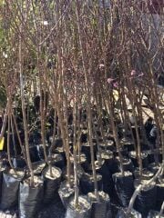 Tüplü 3 Yaş Bursa yarma şeftali fidanı 130-150 cm