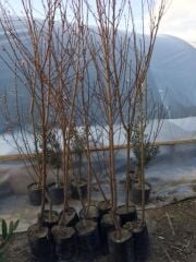 Tüplü 3 Yaş Bursa yarma şeftali fidanı 130-150 cm