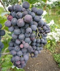 3-5 M CARDİNAL ÜZÜM FİDANI