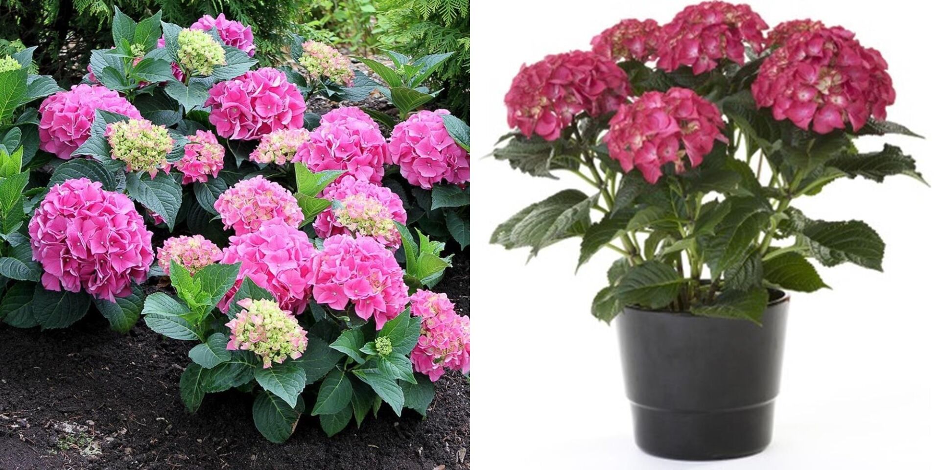 2'Lİ PAKET 1 PEMBE-1 KIRMIZI ORTANCA