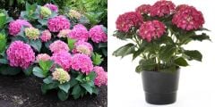 2'Lİ PAKET 1 PEMBE-1 KIRMIZI ORTANCA