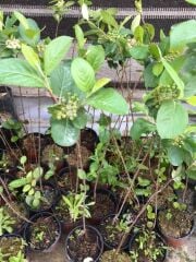 SAKSIDA ARONYA FİDANI 30-40 CM