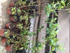 SAKSIDA ARONYA FİDANI 30-40 CM