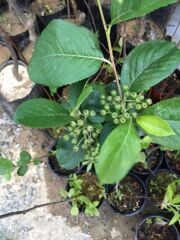 SAKSIDA ARONYA FİDANI 30-40 CM