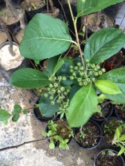 SAKSIDA ARONYA FİDANI 30-40 CM