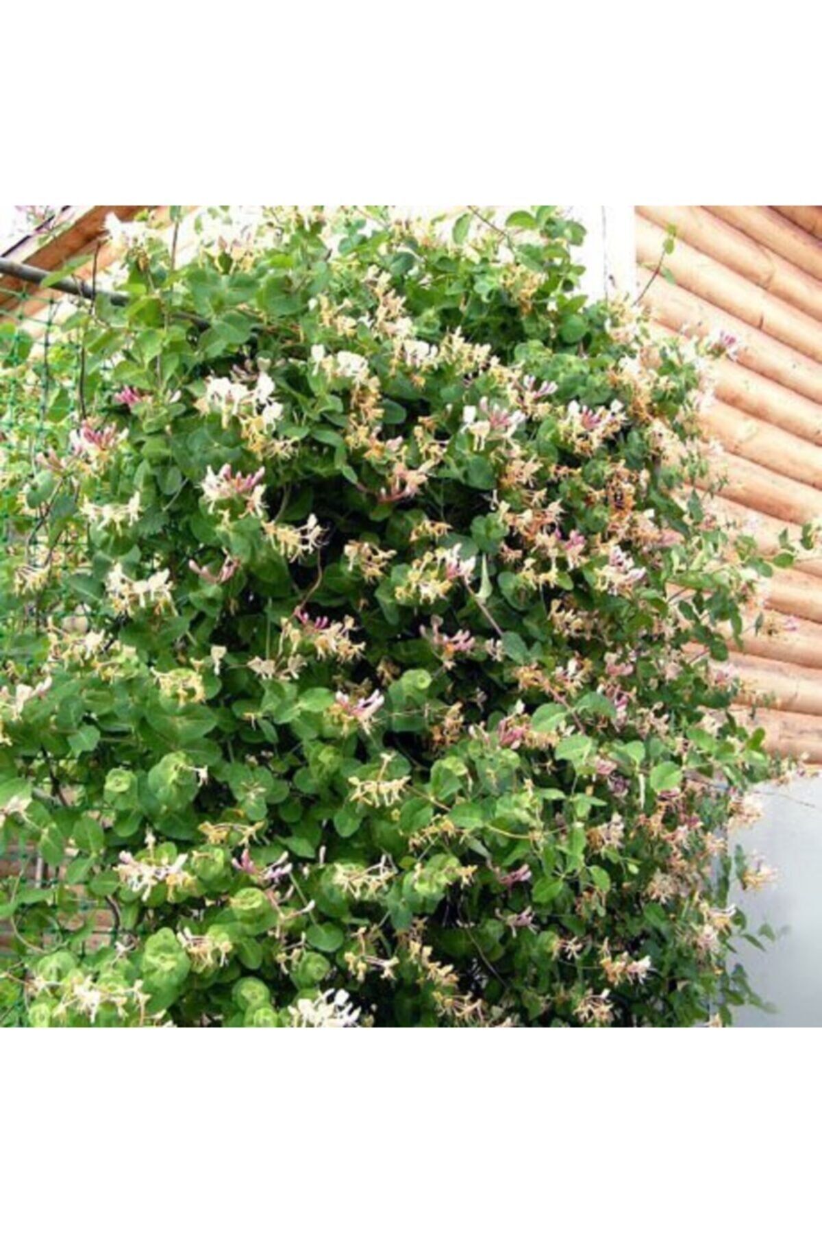 SAKSIDA SARMAŞIK KOKULU HANIMELİ ÇİÇEĞİ 120-150 CM