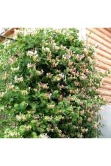 SAKSIDA SARMAŞIK KOKULU HANIMELİ ÇİÇEĞİ 120-150 CM