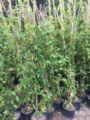 SAKSIDA SARMAŞIK KOKULU HANIMELİ ÇİÇEĞİ 120-150 CM