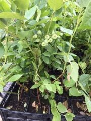 meyve vermeye hazır saksıda Bluberyy Yaban mersini (Mavi yemiş)fidanı 50-70cm