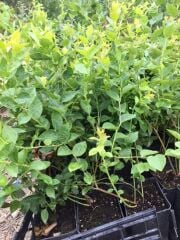 meyve vermeye hazır saksıda Bluberyy Yaban mersini (Mavi yemiş)fidanı 50-70cm