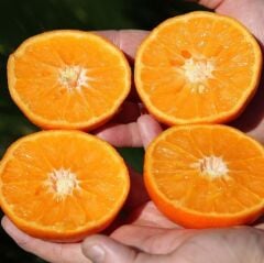 Tüplü Çekirdeksiz Lane Late Portakal Fidanı YAŞ 3 120-150 CM