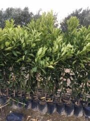 Tüplü Çekirdeksiz Lane Late Portakal Fidanı YAŞ 3 120-150 CM