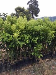 Tüplü Çekirdeksiz Lane Late Portakal Fidanı YAŞ 3 120-150 CM