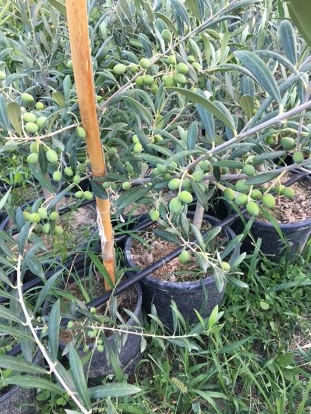 Bol meyveli Saksıda 3 Yaş Bodur Arbequeinea Ispanyol Zeytin Fidanı 50-70 CM