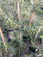 Bol meyveli Saksıda 3 Yaş Bodur Arbequeinea Ispanyol Zeytin Fidanı 50-70 CM