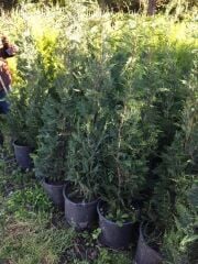 12 Lt saksıda Leylandi Fidan 180-200 Cm