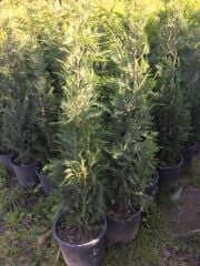 12 Lt saksıda Leylandi Fidan 180-200 Cm