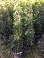 12 Lt saksıda Leylandi Fidan 180-200 Cm