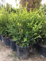 Geniş forumlu hızlı büyüyen Şimşir Fidanı Buxus Sempervirens 60-80 cm