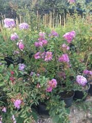 OYA AĞACI 4 YAŞ SAKSIDA PEMBE ÇİÇEKLİ 80-110 CM