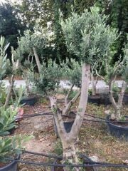 SAKSIDA 20-25 YAŞ GEMLİK ZEYTİN AĞACI BOY 170-200 CM