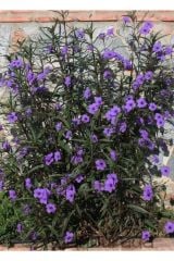 2 ADET Meksika Petunyası Çiçeği - Ruelya (Ruellia)120-150 CM