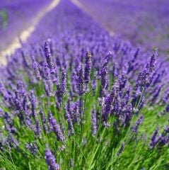 Saksıda 2 Adet Lavanta Çiçeği(Lavandula Officinalis) Fidanı 30-40 CM