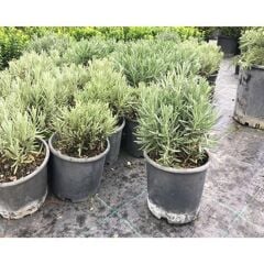 Saksıda 2 Adet Lavanta Çiçeği(Lavandula Officinalis) Fidanı 30-40 CM