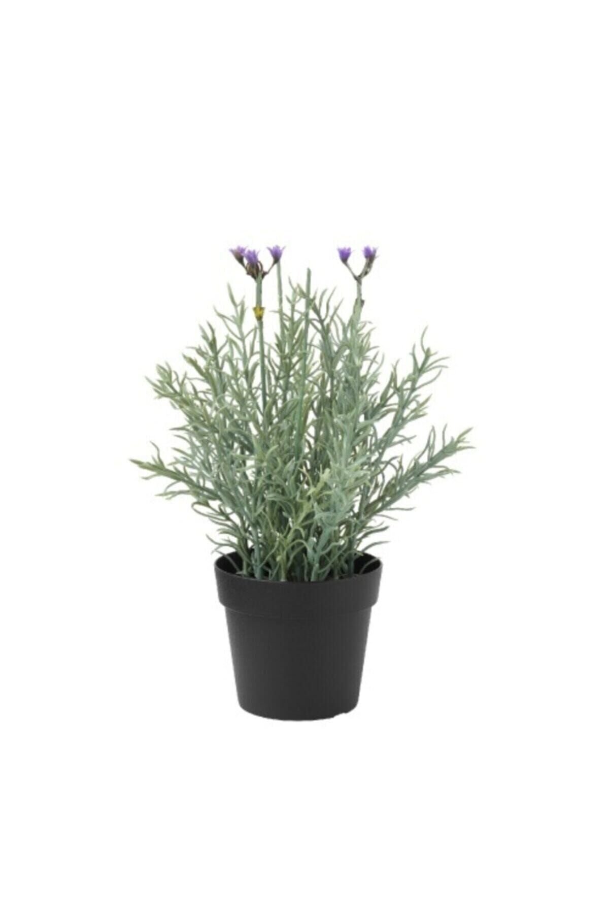5  Adet Lavanta Çiçeği Fidanı (Lavandula Officinalis) Fidanı 30-40 CM