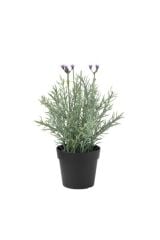5  Adet Lavanta Çiçeği Fidanı (Lavandula Officinalis) Fidanı 30-40 CM