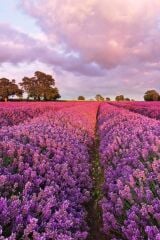 5  Adet Lavanta Çiçeği Fidanı (Lavandula Officinalis) Fidanı 30-40 CM