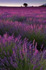5  Adet Lavanta Çiçeği Fidanı (Lavandula Officinalis) Fidanı 30-40 CM