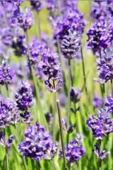 5  Adet Lavanta Çiçeği Fidanı (Lavandula Officinalis) Fidanı 30-40 CM