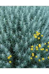 LAVANTİN - Santolin (Santolina Chamaecyparissus) 30-40 CM