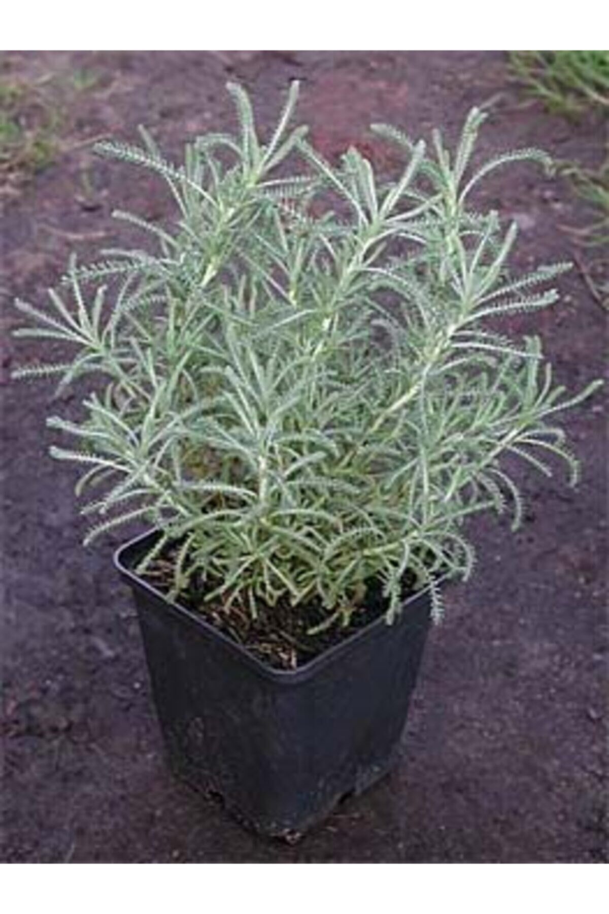 2 ADET Lavantin - Santolin (Santolina Chamaecyparissus)30-40 CM