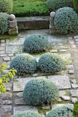 2 ADET Lavantin - Santolin (Santolina Chamaecyparissus)30-40 CM