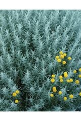 2 ADET Lavantin - Santolin (Santolina Chamaecyparissus)30-40 CM