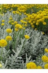 4 ADET Lavantin - Santolin (Santolina Chamaecyparissus)30-40 CM