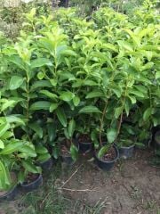 saksıda Kartopu Viburnum Lucidum Fidanı (80-110 CM)  Doğal Çit Duvar