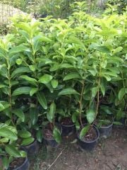 2 ADET Saksıda Kartopu Viburnum Lucidum Fidanı 80-110 Cm Doğal Çit Duvar