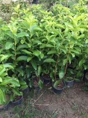 2 ADET Saksıda Kartopu Viburnum Lucidum Fidanı 80-110 Cm Doğal Çit Duvar