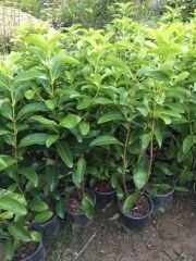 4 ADET Saksıda Kartopu Viburnum Lucidum Fidanı 80-110 Cm  Doğal Çit Duvar