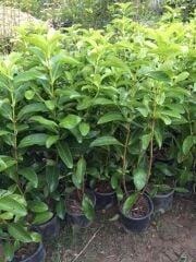 4 ADET Saksıda Kartopu Viburnum Lucidum Fidanı 80-110 Cm  Doğal Çit Duvar
