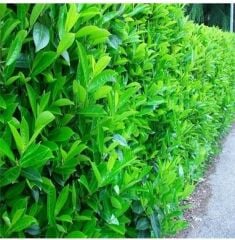 4 ADET Saksıda Kartopu Viburnum Lucidum Fidanı 80-110 Cm  Doğal Çit Duvar