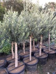 7/8 YAŞ GEMLİK TRİLYE ZEYTİN FİDANI GÖVDE ÇEVRESİ 20-25 CM BOY 120-150 CM