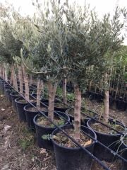 7/8 YAŞ GEMLİK TRİLYE ZEYTİN FİDANI GÖVDE ÇEVRESİ 20-25 CM BOY 120-150 CM