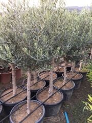7/8 YAŞ GEMLİK TRİLYE ZEYTİN FİDANI GÖVDE ÇEVRESİ 20-25 CM BOY 120-150 CM