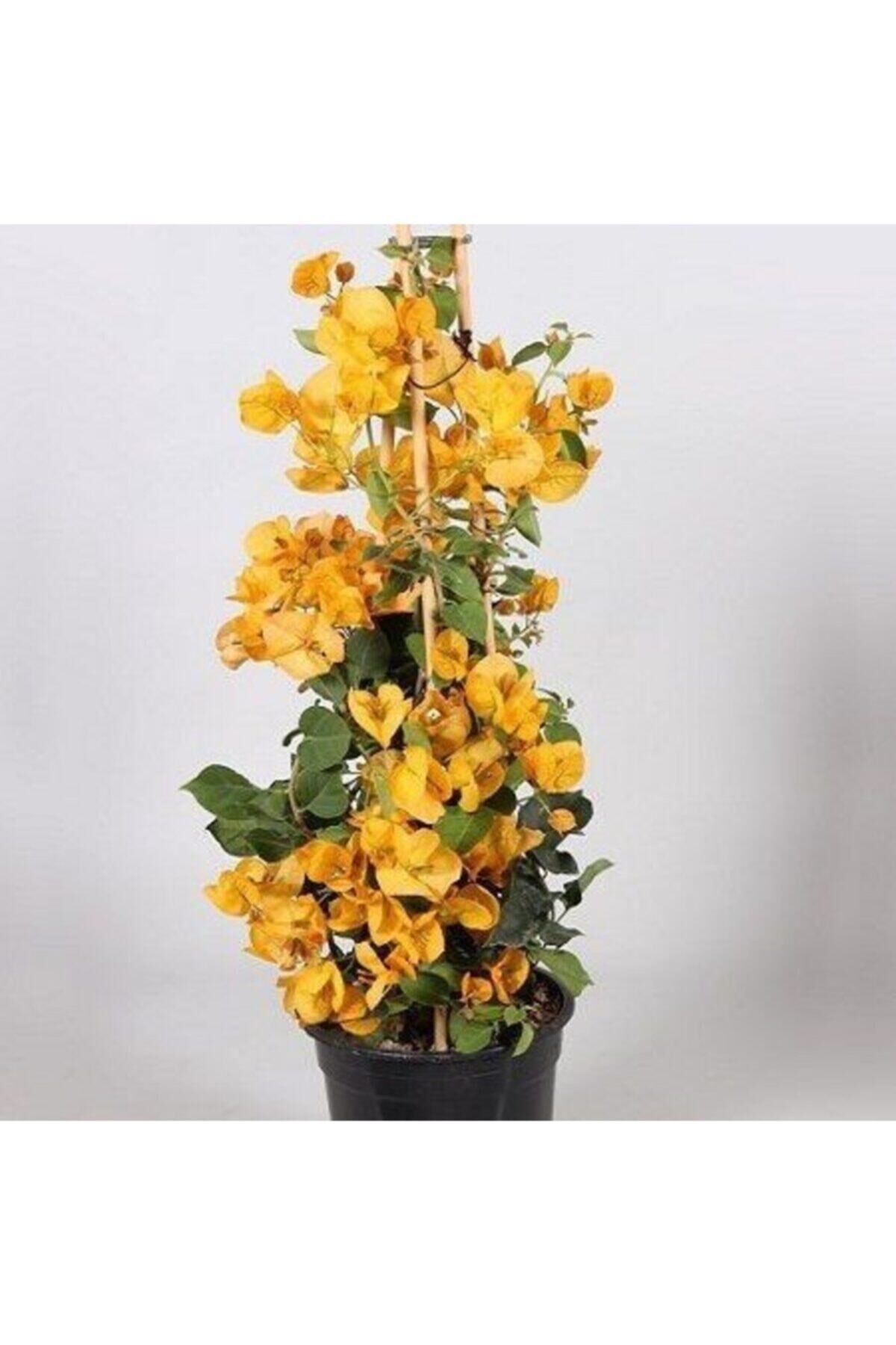 3 yaş SAKSIDA Sarı Begonvil Fidanı Bougainvillea 120-150 CM