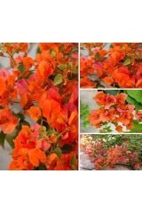 Saksıda tırmancıl sarmaşık  Turuncu Begonvil Fidanı 100-120 Cm