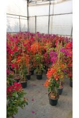 Saksıda tırmancıl sarmaşık  Turuncu Begonvil Fidanı 100-120 Cm